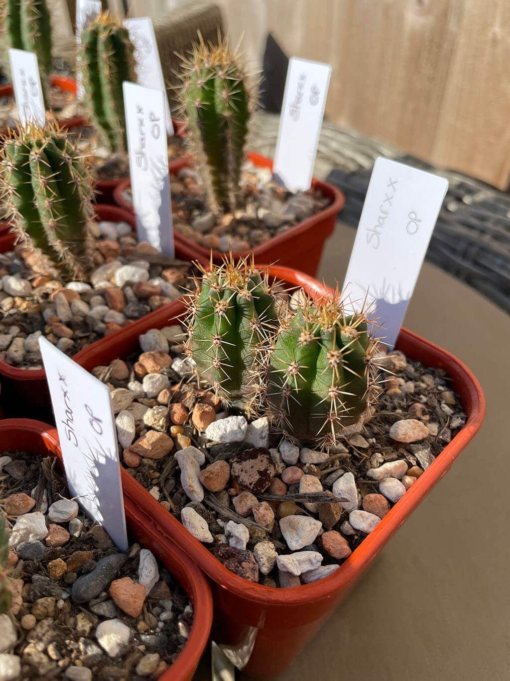 Sharxx Blue OP cactus seedling Echinopsis EXACT PLANT 